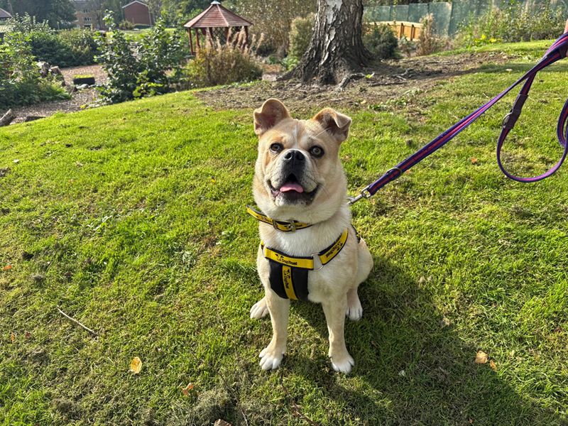Bella | Chow Chow Cross | Merseyside (Liverpool) - 2