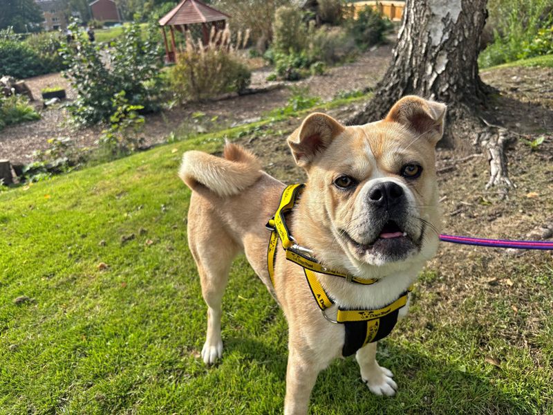 Bella | Chow Chow Cross | Merseyside (Liverpool) - 1
