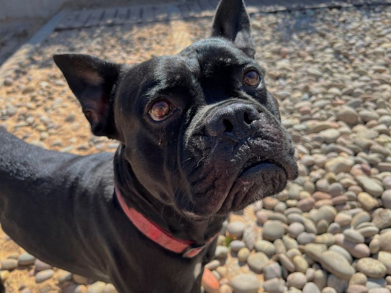 Magic | Italian Corso Dog Cross | Cardiff - 1