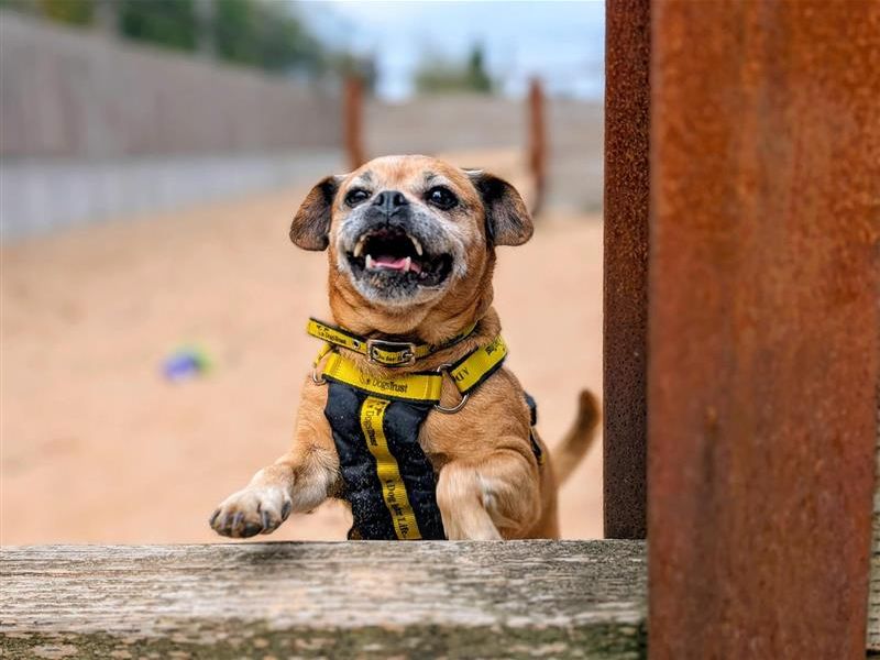 Abigail | Pug Cross | Cardiff - 2