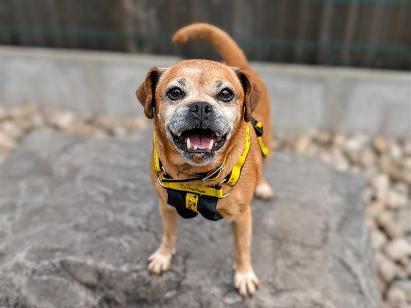 Abigail | Pug Cross | Cardiff - 6