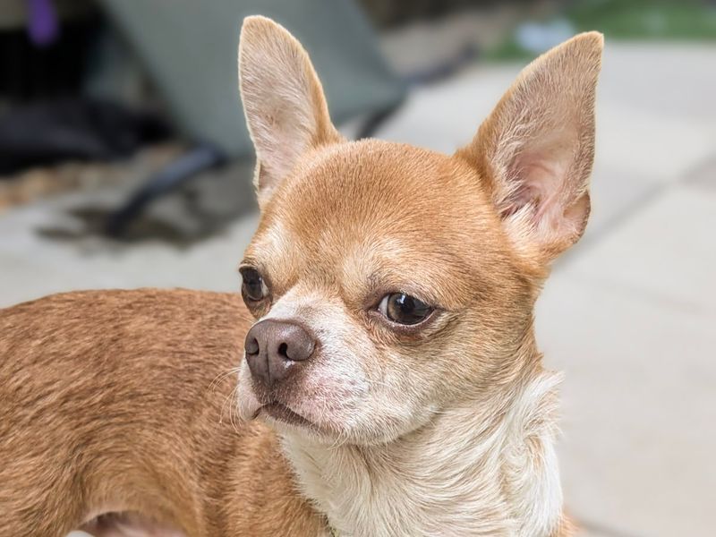 Chihuahua Dogs And Puppies For Adoption