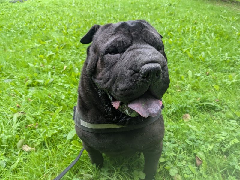 Typhus | Shar Pei | Ilfracombe - 8