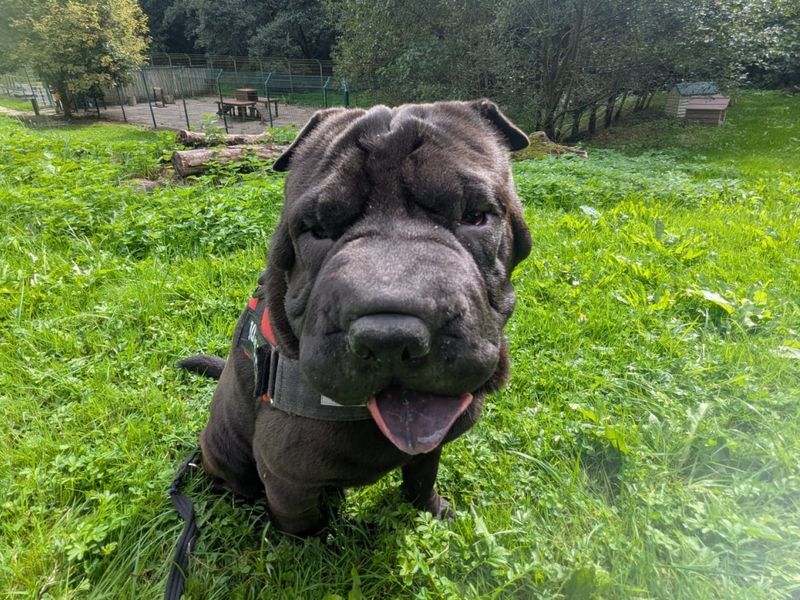 Typhus | Shar Pei | Ilfracombe - 4