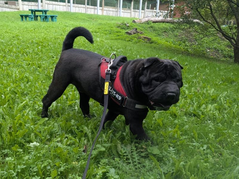 Typhus | Shar Pei | Ilfracombe - 6