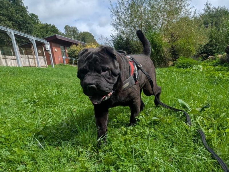 Typhus | Shar Pei | Ilfracombe - 5