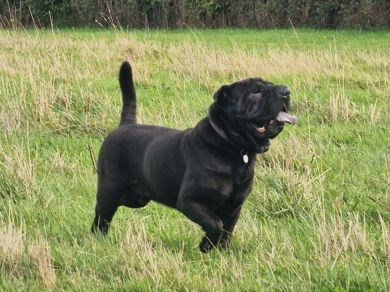 Typhus | Shar Pei | Ilfracombe - 2