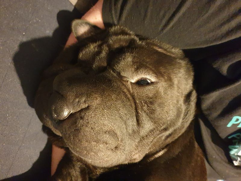 Typhus | Shar Pei | Ilfracombe - 3