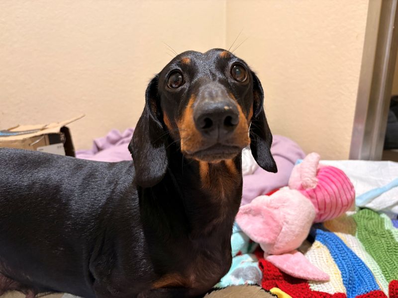 Tilly | Dachshund (Smooth Haired) | Cardiff - 3
