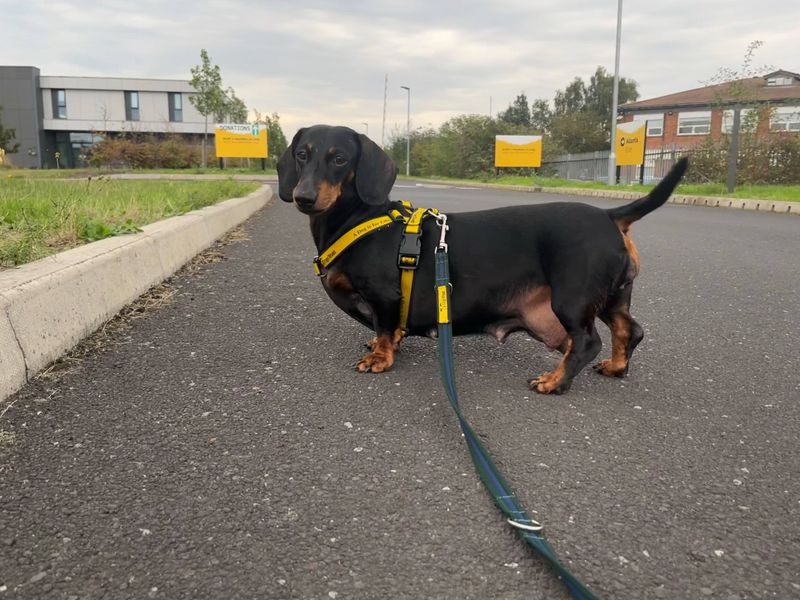 Tilly | Dachshund (Smooth Haired) | Cardiff - 2