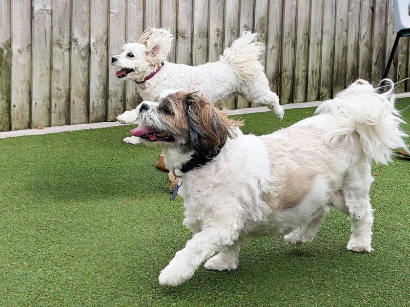Ben | Lhasa Apso | Leeds - 1