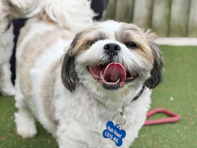 Ben | Lhasa Apso | Leeds - 2