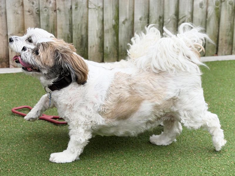 Ben | Lhasa Apso | Leeds - 6