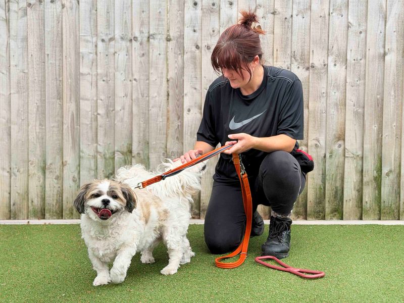 Ben | Lhasa Apso | Leeds - 4