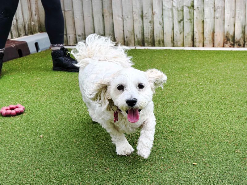 Ben | Lhasa Apso | Leeds - 7