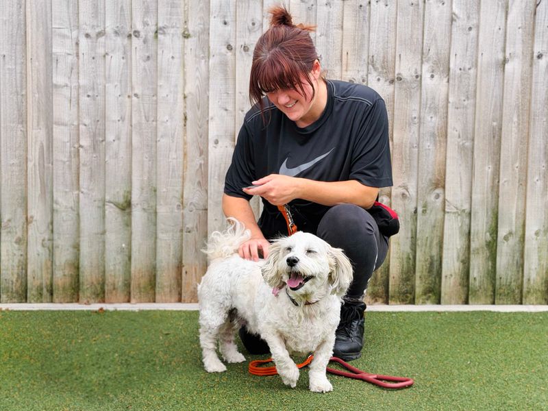 Ben | Lhasa Apso | Leeds - 5