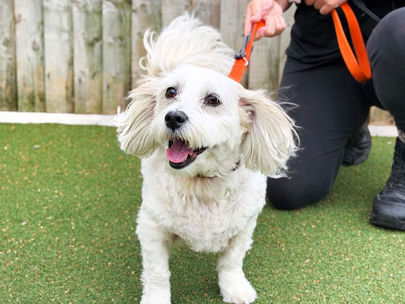 Ben | Lhasa Apso | Leeds - 3