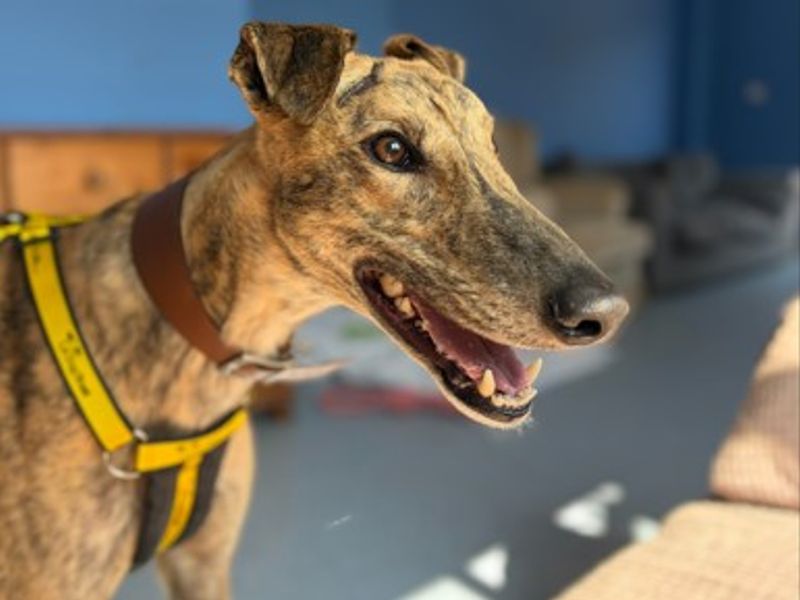 Randal | Greyhound | Loughborough - 3