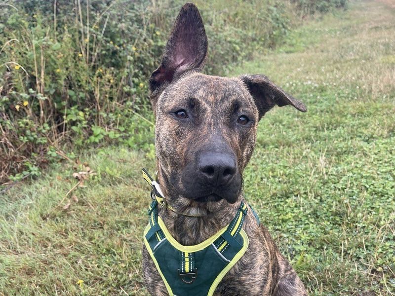 Nova | Dutch Shepherd Cross | Shoreham (Sussex) - 2