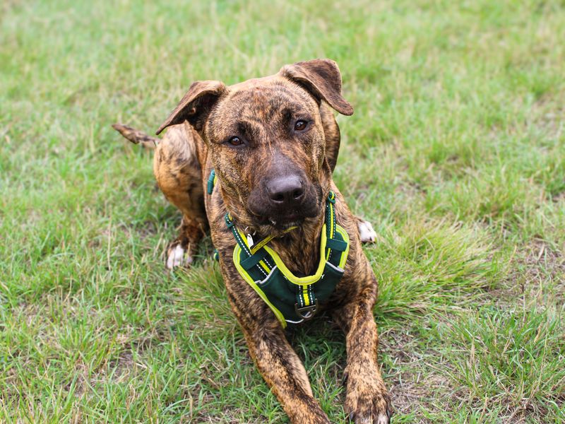 Nova | Dutch Shepherd Cross | Shoreham (Sussex) - 3