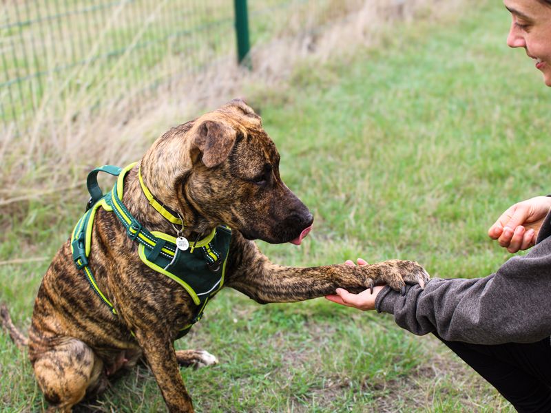 Nova | Dutch Shepherd Cross | Shoreham (Sussex) - 4