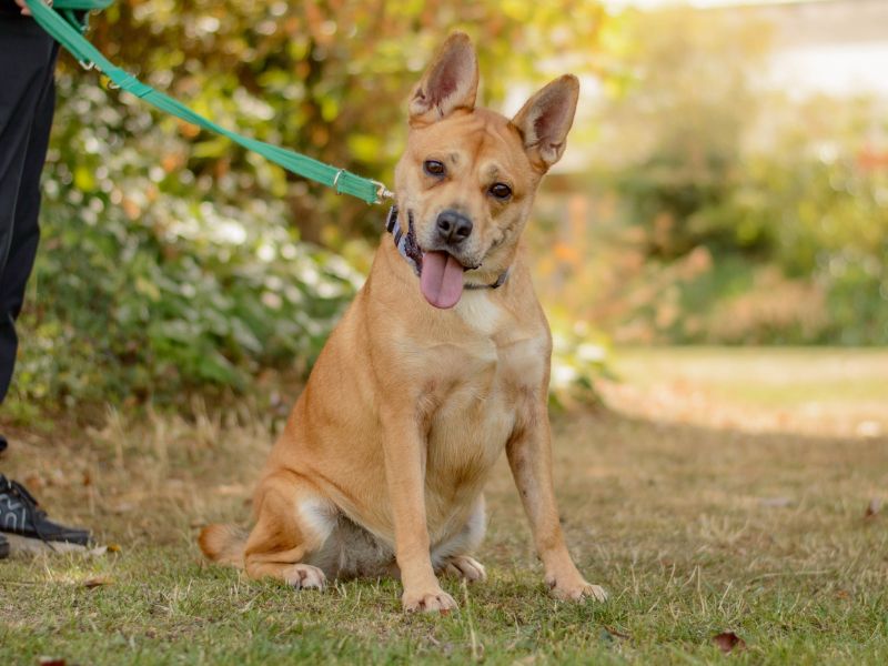 German Shepherd Dogs And Puppies For Adoption