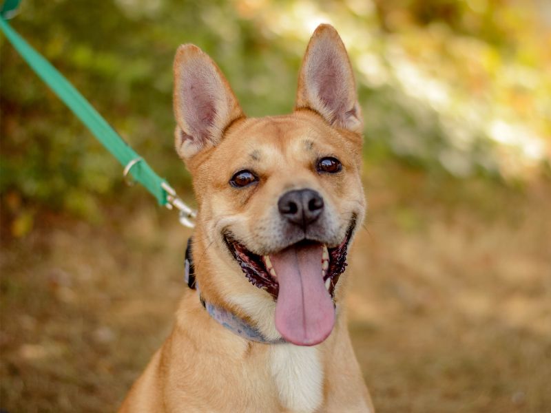 Bellatrix | German Shepherd Dog Cross | Kenilworth (West Midlands) - 2