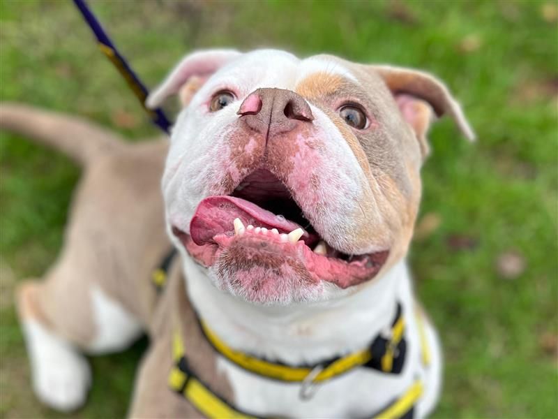 Baz | Bulldog | Cardiff - 5