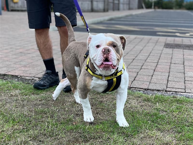 Baz | Bulldog | Cardiff - 4