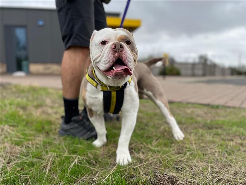 Baz | Bulldog | Cardiff - 2