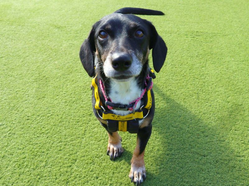 Dachshund Dogs And Puppies For Adoption