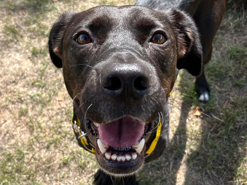 Donna | Retriever (Labrador) Cross | Harefield West London - 2