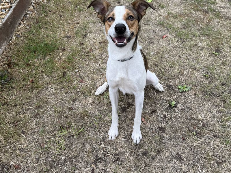Border Collie Dogs And Puppies For Adoption