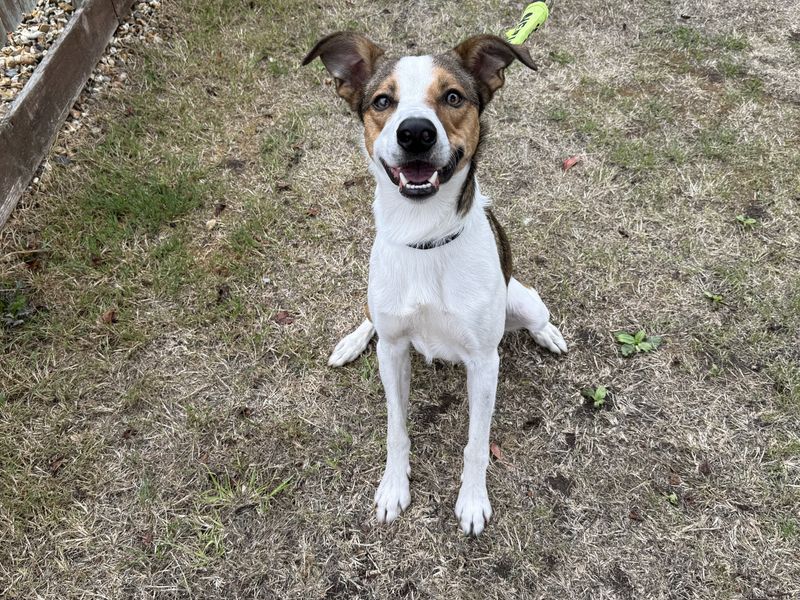 Archer | Collie (Border) Cross | Newbury (Berkshire) - 1