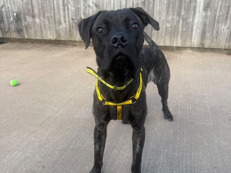 Rambo | Mastiff | Shrewsbury (Shropshire) - 2