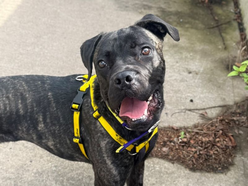 Rambo | Mastiff | Shrewsbury (Shropshire) - 3