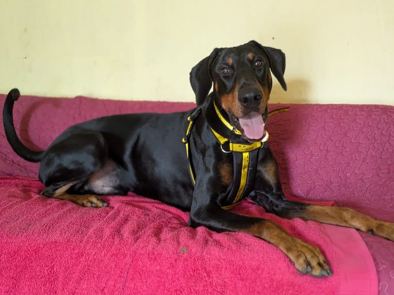 Doberman Dogs And Puppies For Adoption
