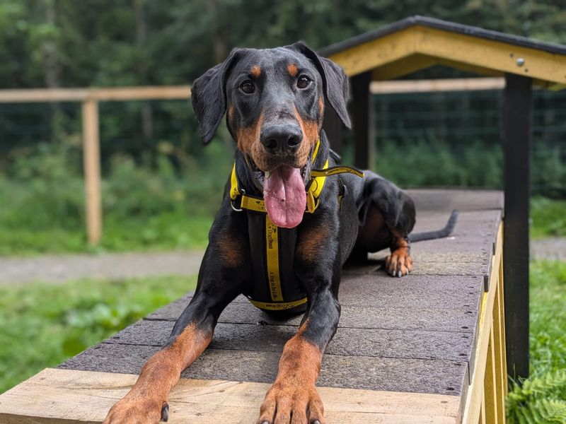 Elijah | Dobermann | West Calder (Edinburgh) - 1