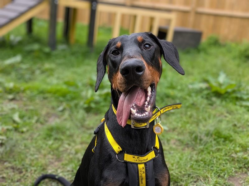 Elijah | Dobermann | West Calder (Edinburgh) - 3