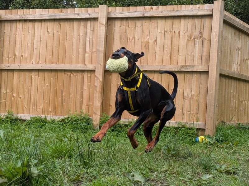 Elijah | Dobermann | West Calder (Edinburgh) - 4