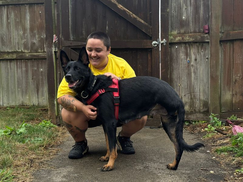 Coco | German Shepherd Dog | Bridgend (Wales) - 2