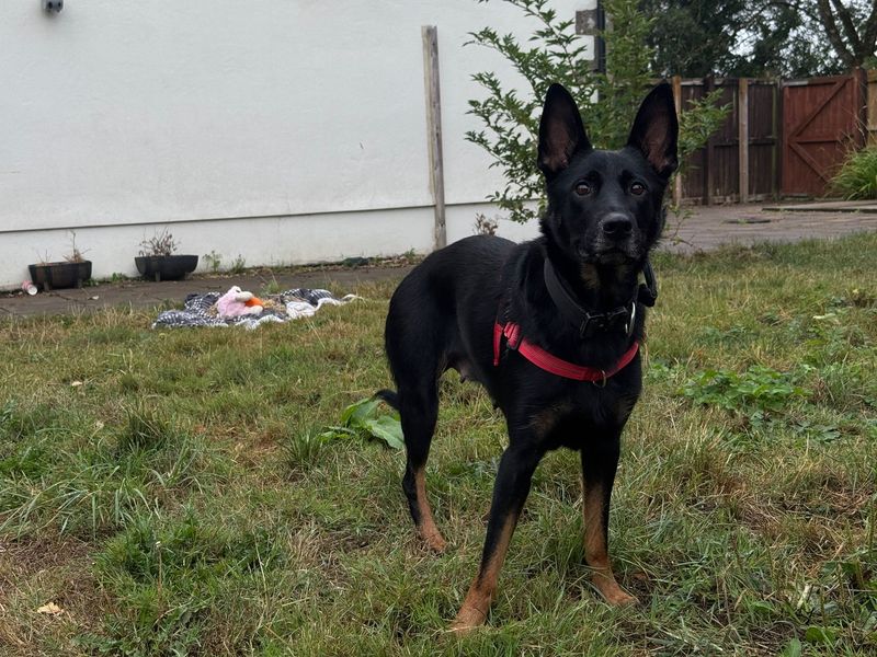 German Shepherd Dogs And Puppies For Adoption