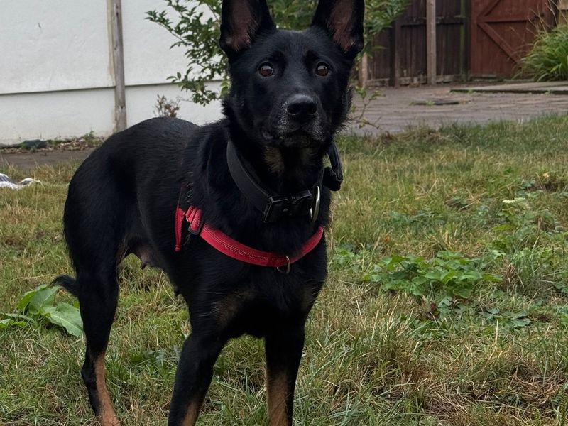 Coco | German Shepherd Dog | Bridgend (Wales) - 1
