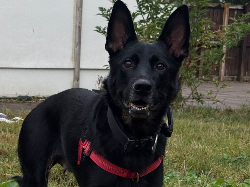 Coco | German Shepherd Dog | Bridgend (Wales) - 3