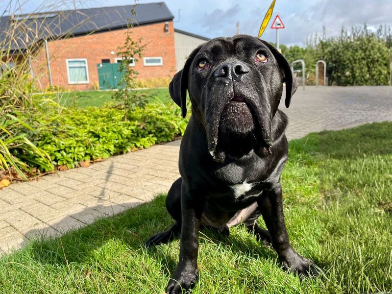 Cane Corso Dogs And Puppies For Adoption