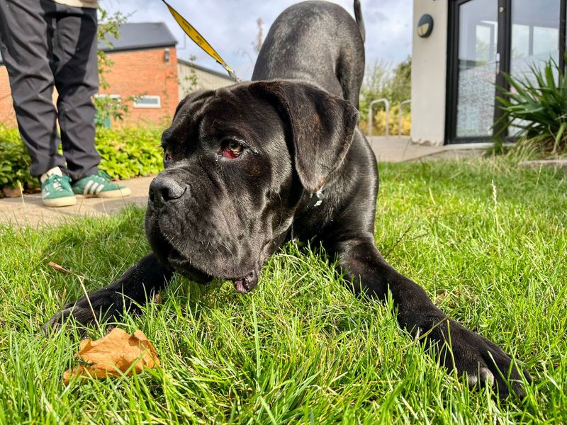 Midnight | Italian Corso Dog | Darlington - 2