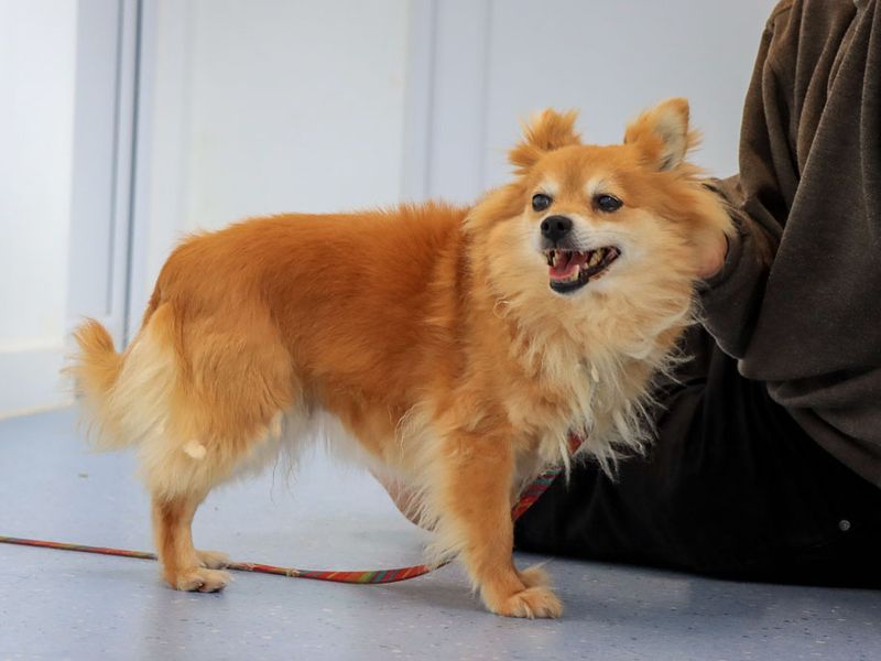 Pumpkin | Pomeranian | Evesham (Worcestershire) - 5
