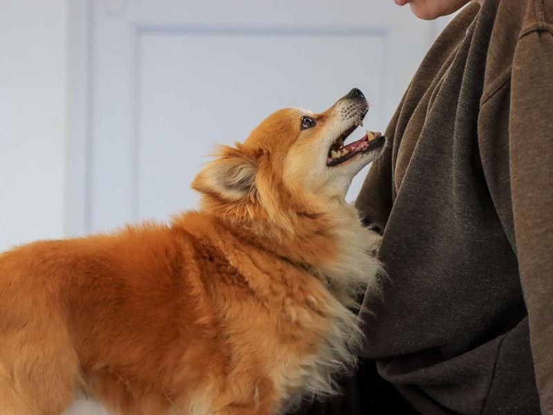 Pumpkin | Pomeranian | Evesham (Worcestershire) - 4