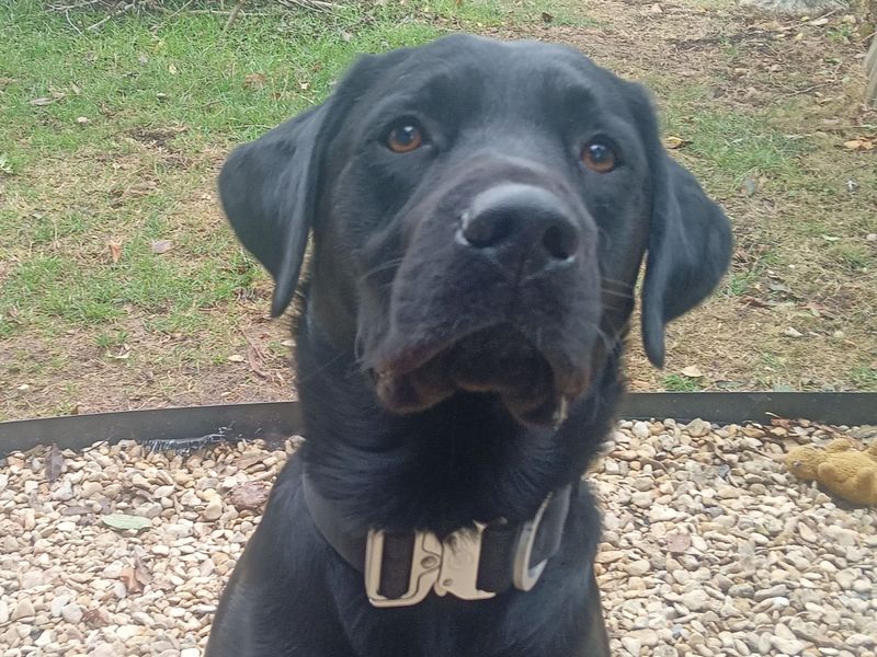 Albert | Retriever (Labrador) | Cardiff - 1