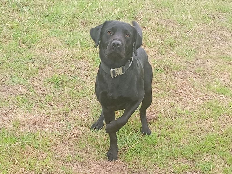 Albert | Retriever (Labrador) | Cardiff - 2
